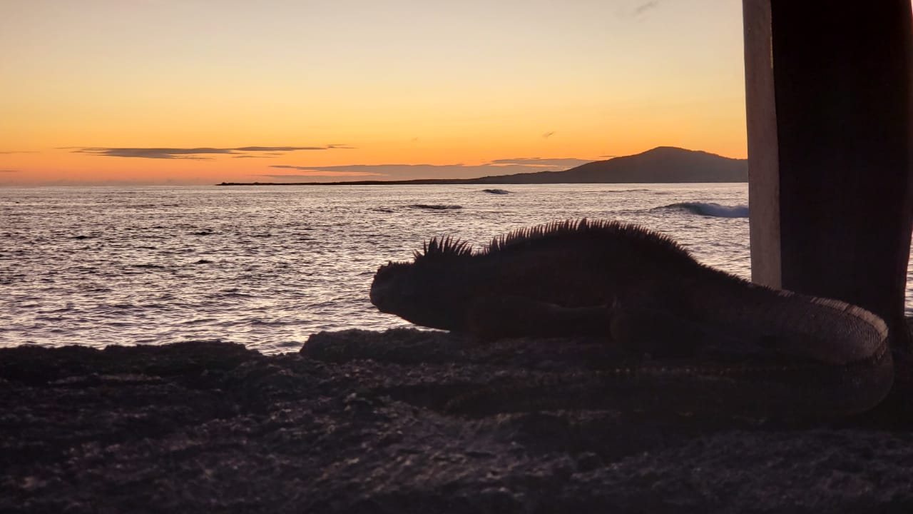 Iguana marina al atardecer en Galápagos